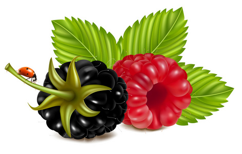 成熟的覆盆子和黑莓