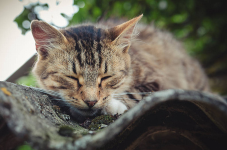 彩色大花猫睡在老屋顶上关闭图片