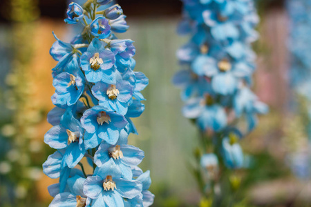 大花飞燕。高花园的蓝色花朵。蜡烛飞燕, 许多美丽的紫色和蓝色的花朵盛开在一个五颜六色的围栏背景