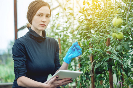 女专家农艺师拿着一块药片.农场环境友好生产概念照片
