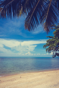 美丽的户外热带海滩和海洋在天堂岛与椰子棕榈树度假旅行和假期