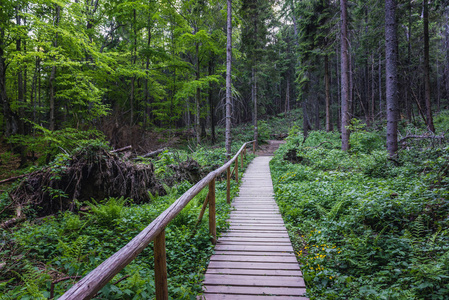 Tarnica 山下的森林小路, Bieszczady 国家公园附近的 Wolsate 村, 波兰 Subcarpathian 