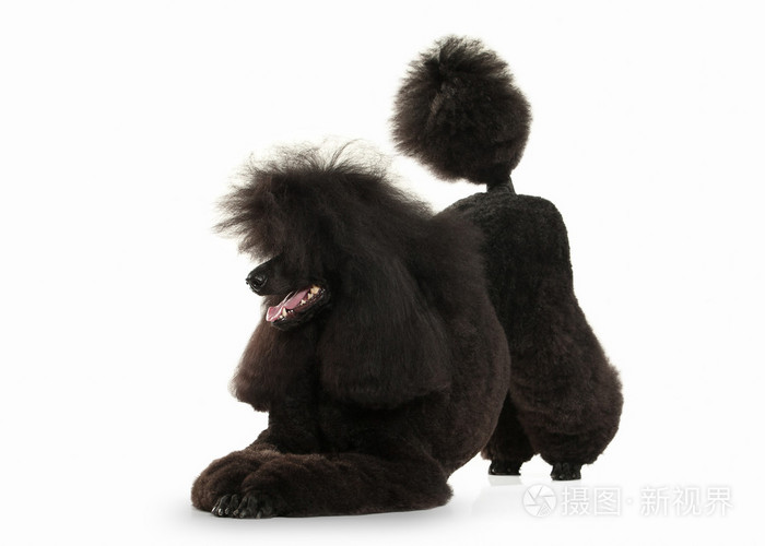 狗黑色的狮子狗大尺寸孤立在白色背景上