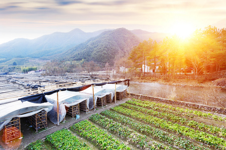 中国乡村的风景图片