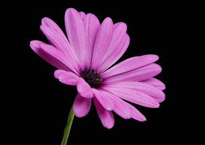 美丽的 osteospermum 或非洲菊花花孤立黑色