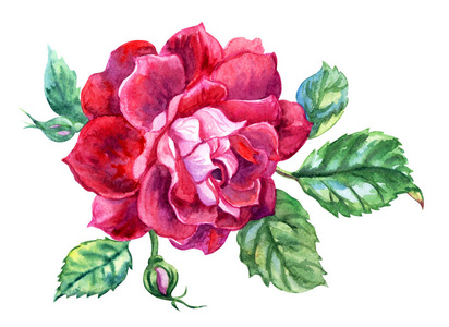 玫瑰勃艮第颜色与芽和叶子, 水彩图画在白色背景, 与修剪路径隔绝