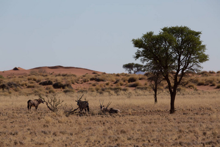 一些羚羊在非洲大草原上吃野生自然
