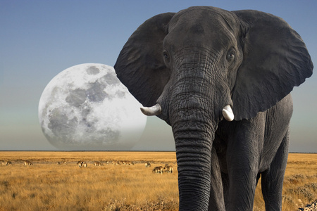 月亮升起在野生动物在纳米比亚的埃托沙国家公园