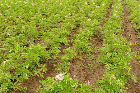马铃薯田与绿色开花的顶部和科罗拉多州甲虫