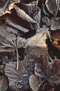 美丽的落叶覆盖着霜冻的背景