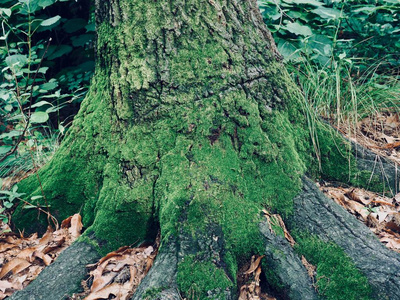 在森林中苔藓