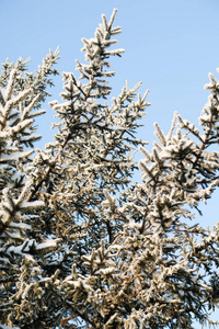 雪中的冬树云杉