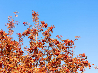 成熟的集群的罗文浆果和红叶在蓝天背景。美丽明亮的秋天的颜色。阳光明媚的秋日