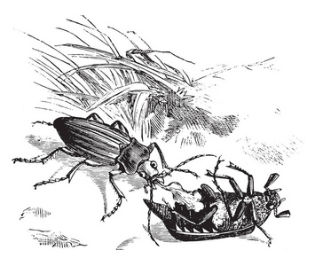 甲虫吞噬一种金黄色甲虫，老式刻的图。玛佳欣 Pittoresque 1876