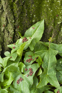 黑色和红色的 coleopteron 昆虫