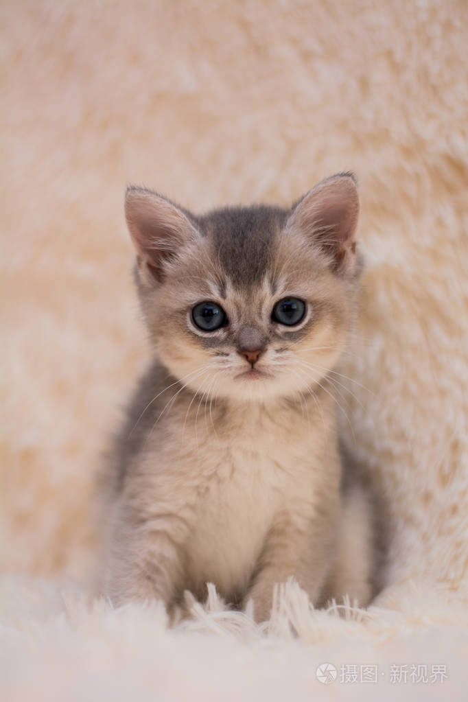 小猫苏格兰直 耳毛绒 动物照片 正版商用图片08q4gm 摄图新视界