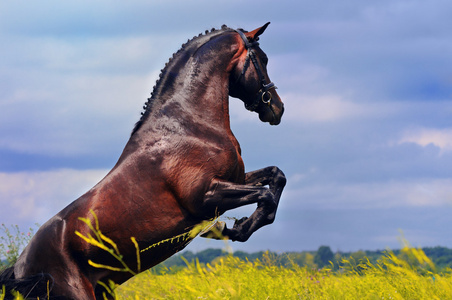 饲养场的戏剧性的天空背景上的黑马照片