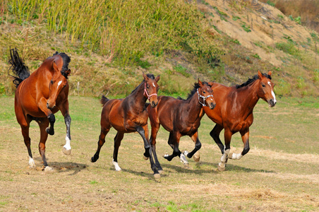 群马在该字段中照片