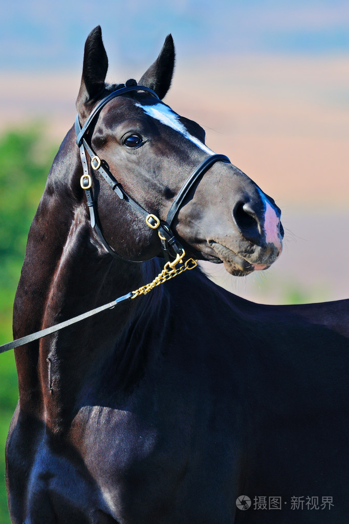 黑骏马的肖像
