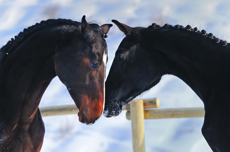 两个年轻的马，在冬天的肖像