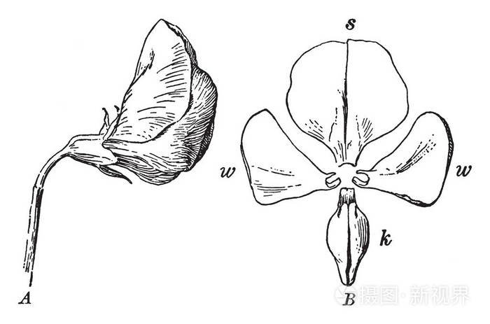 图片显示甜豌豆花植物的不规则花冠它是开花植物有白色花瓣与粉红色的