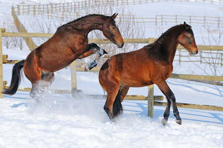 两个年轻的马，在雪地上玩