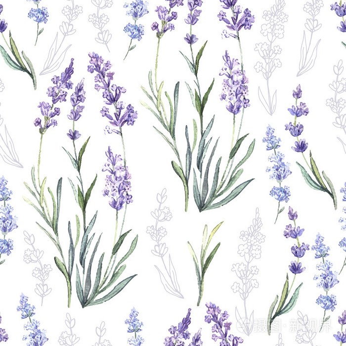薰衣草的水彩图案插画-正版商用图片08q6gh-摄图新视界