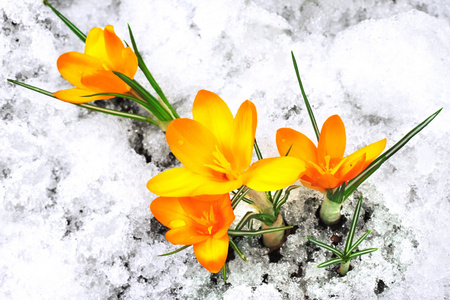 在雪地里的黄色红花