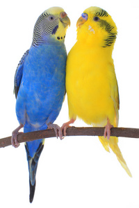 黄色和蓝色的鹦鹉