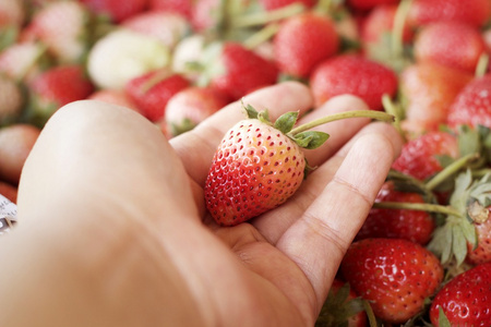 大量的新鲜草莓水果