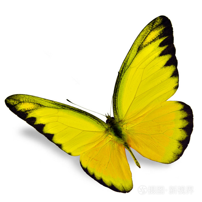 3500*3500px发票合同问题/查看作者其他作品查看更多>橙色的蝴蝶紫色