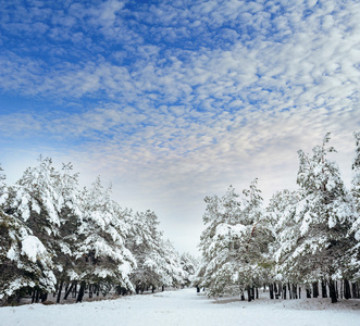 冰雪覆盖的树分支在日落时。冬天背景。圣诞节