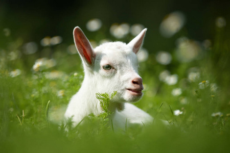 白色小山羊站立在绿色草与黄色花