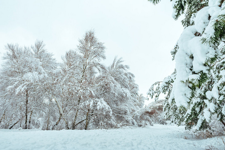 新的一年中冬季森林树。美丽的冬天景观与雪覆盖树木。树木覆盖着霜和雪。美丽的冬天景观。冰雪覆盖的树分支。冬天背景