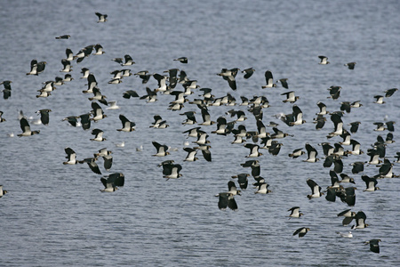 北田凫，vanellus vanellus