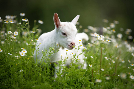 小羊在草地上行走在草地上吃草的马在绿色草地上放着一只只羊的农场在