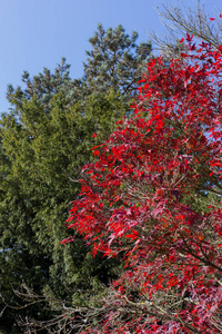 秋天叶子植物和浆果在秋天的颜色在一个美丽晴朗的一天, 蓝天在德国南部的城市慕尼黑和斯图加特附近的农村地区