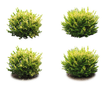 多年生灌木图片