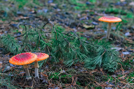 蕈欧洲森林红色有毒蕈菇照片