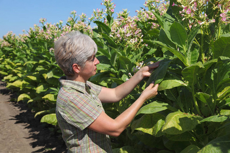 女性或农艺师检查字段中的一朵朵烟草植物