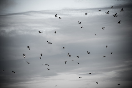 许多海鸥在海滩上飞翔复古复古的外观