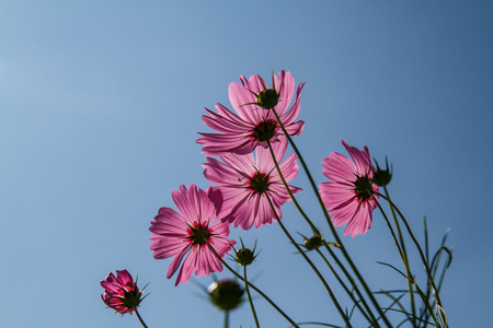 在花园波斯菊花卉