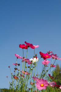 在花园波斯菊花卉