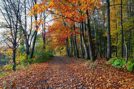 宽阔的小径覆盖着落叶, 两边的树上还是绿的, 还有黄色的叶子, 照亮了秋天的阳光。