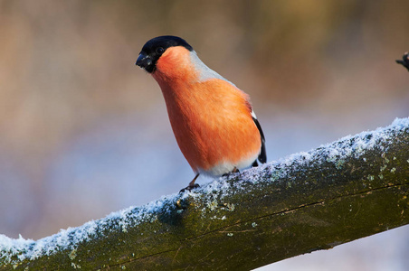 欧亚 bullfinch 男性, pyrrhula pyrrhula 伸出她的脖子, 寻找可能的危险