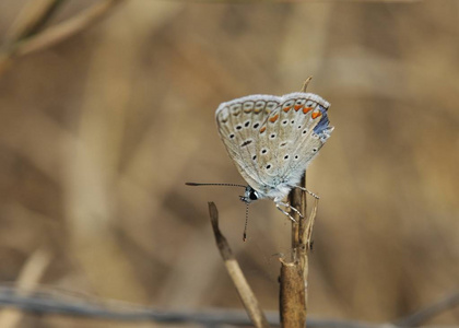 常见的蓝Polyommatus 伊卡洛斯, 希腊