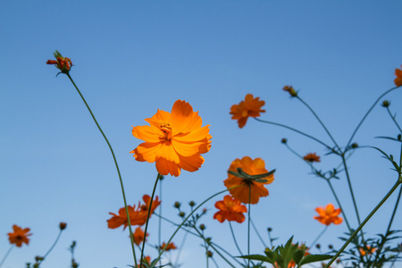 黄波斯菊花园里的花