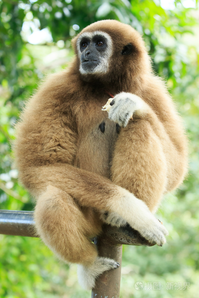 在动物园里的长臂猿