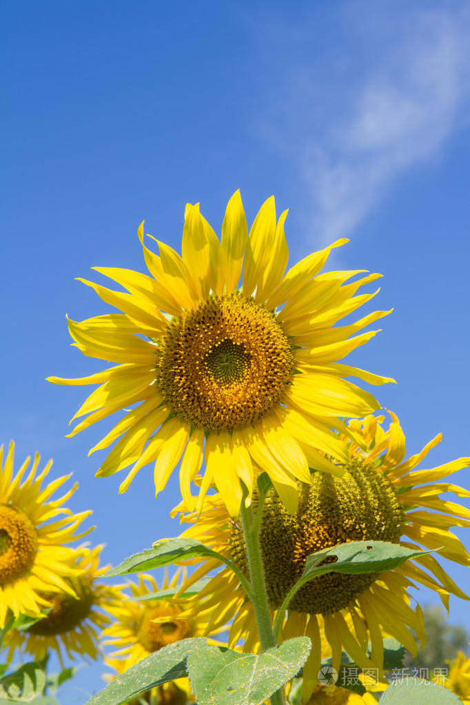 花园里的太阳花