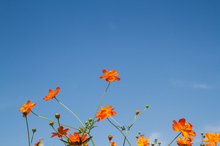 黄波斯菊花园里的花